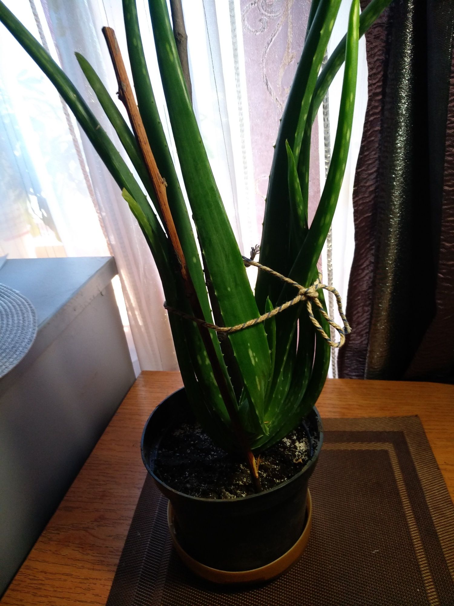 Алое лечебное, столетник 3+ лет.