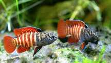 Badis Tiger 2cm. MASSON