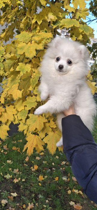 Блондинка, чудова шпiцуля, гарне малятко на долоню! Доставка, 4 мic.