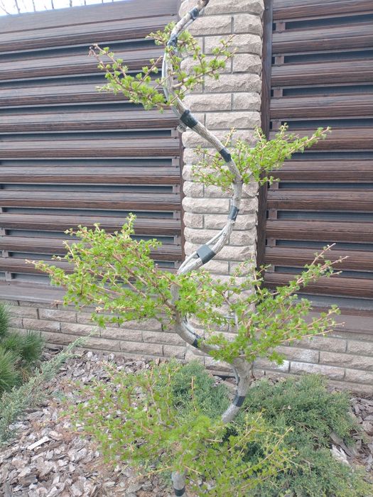 Послуги садівника