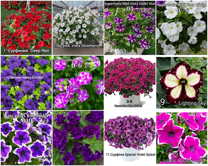 Ампельна петунія, сурфінія, калібрахоа. . . Черенки—живці