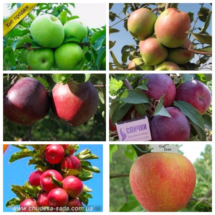 Питомник реализует саженцы яблони, персик, смородина,вишня,слива,агрус