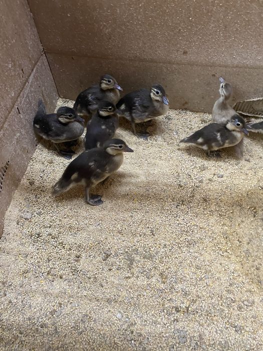 Patos mandarim e carolinos adutos.
