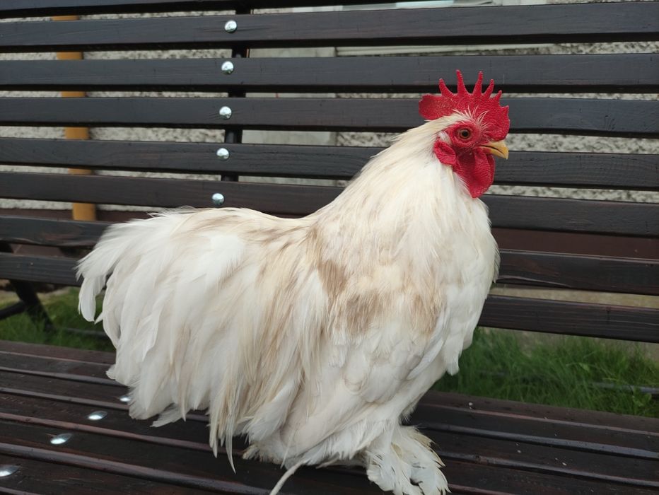 Kochin miniaturowy bobtail