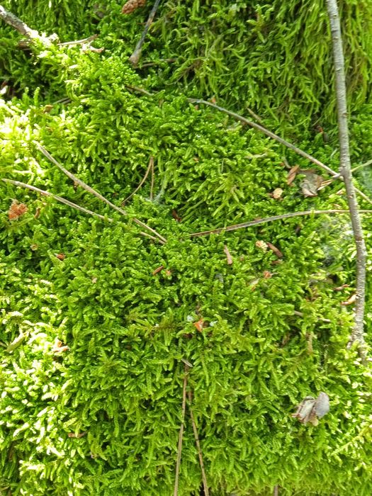 Мох плоский живий