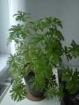 Geranium Anginka