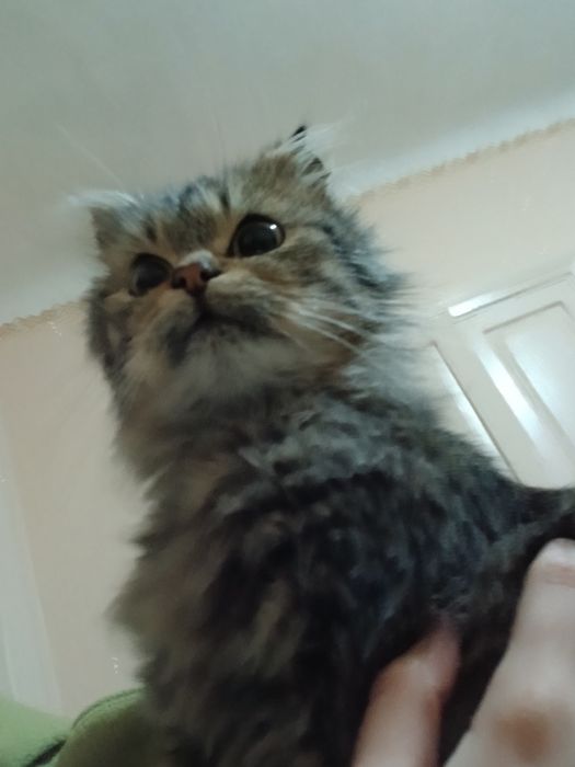 Котик, ~1,5 роки