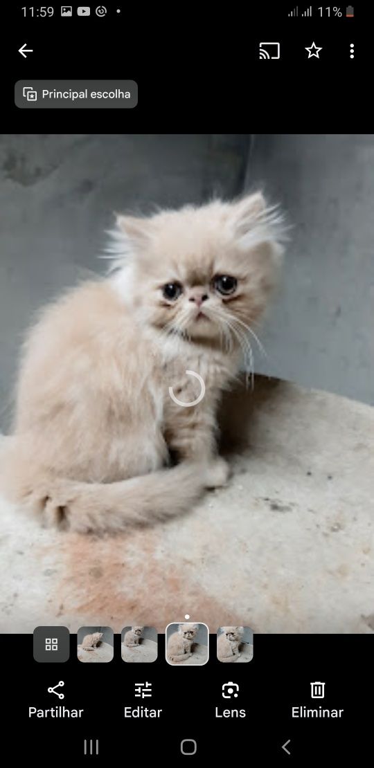 Gato persa creme
