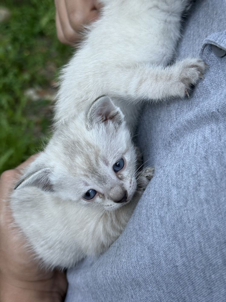Gatinhas para adoção responsável Caxarias/Ourém/Leiria