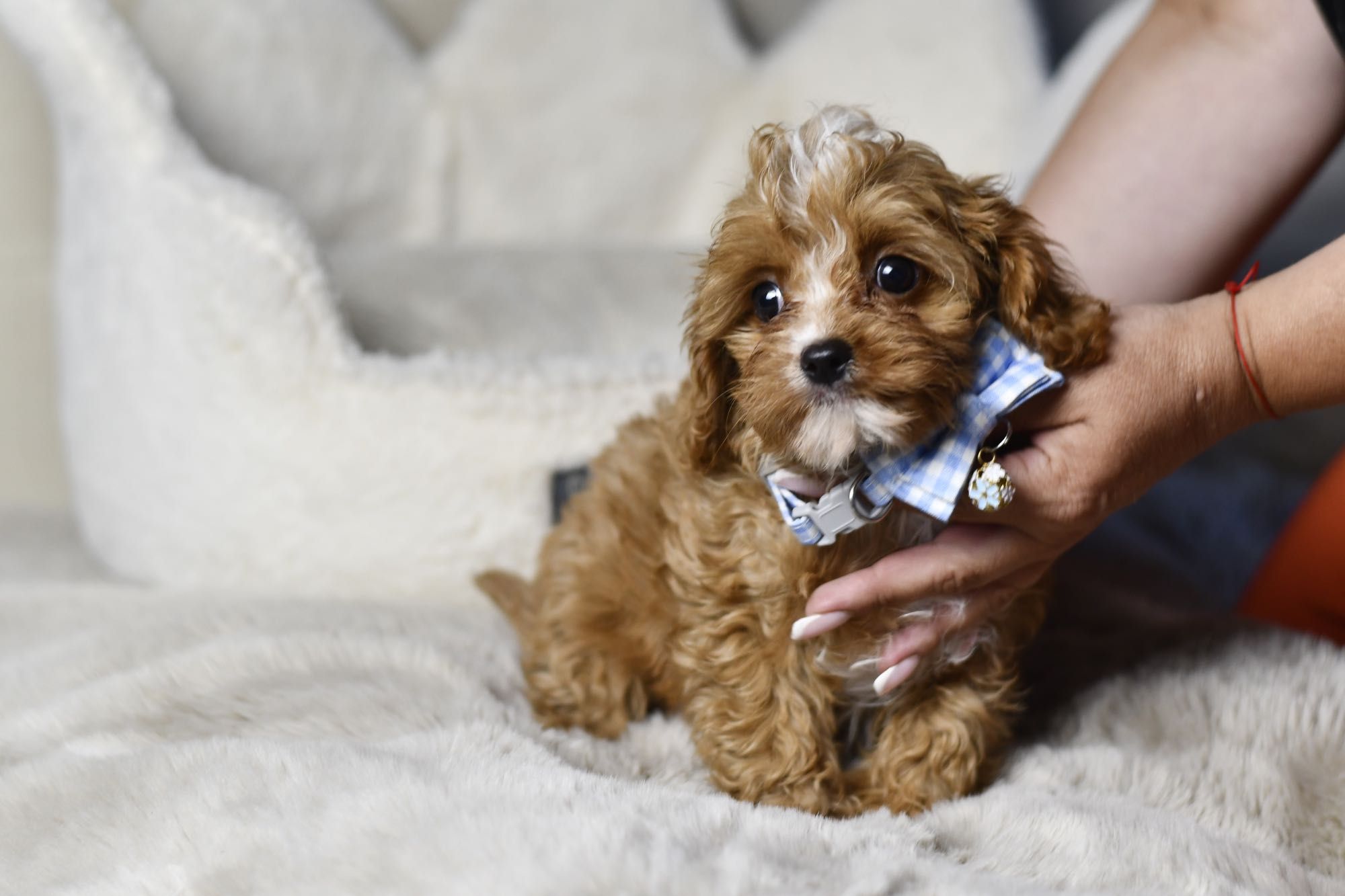 Cavapoo F1 RED BROWN wyjątkowy chłopiec gotowy do odbioru