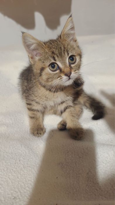 Кошеня (дівчинка)