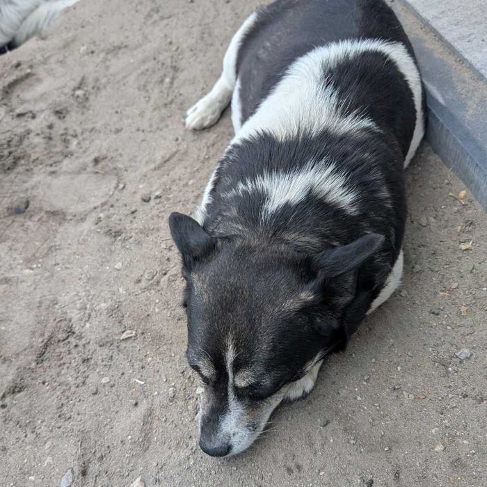 Amia - mała suczka o wielkim sercu