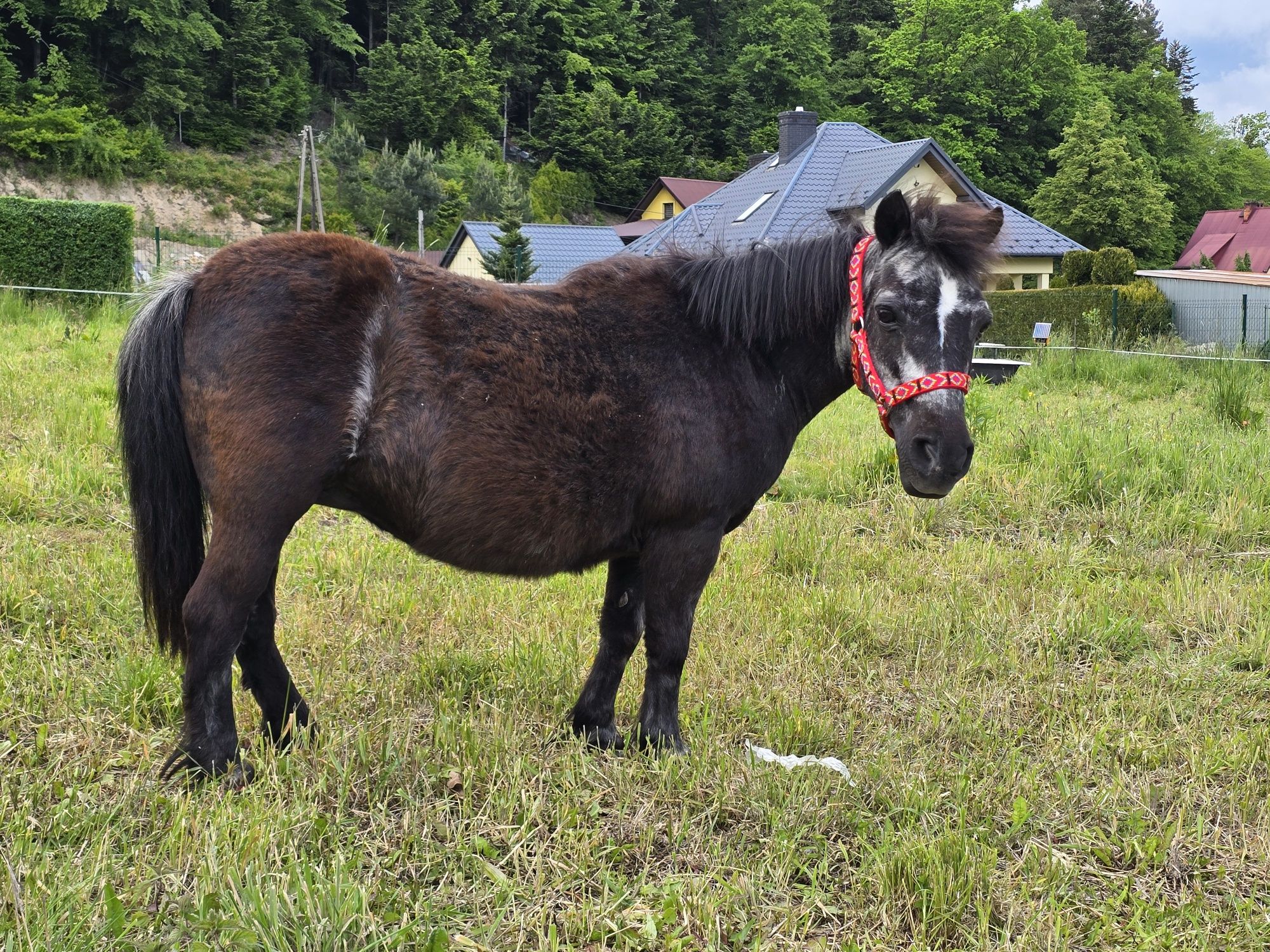 Klacz kucyk Okazja źrebna