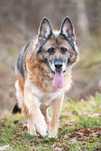 Lara w typie Owczarka niemieckiego do adopcji!