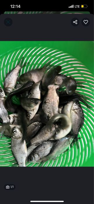 Живець мальок для зариблення вирощений у власному ставку