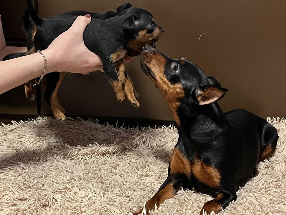 Цуценята цвергпінчера!