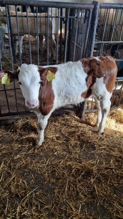 Skup cieląt i bydła