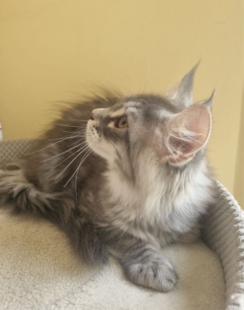 Piękna kotka Maine Coon