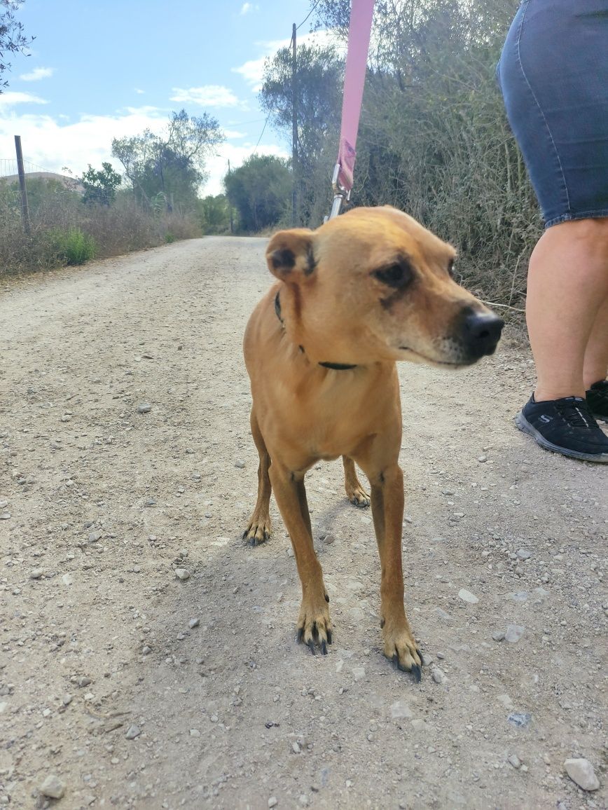 Tobias - cão porte pequeno para adoção