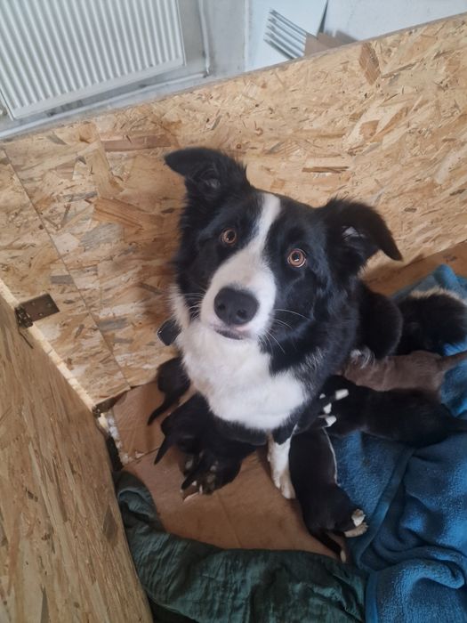 Pieski po Border Collie