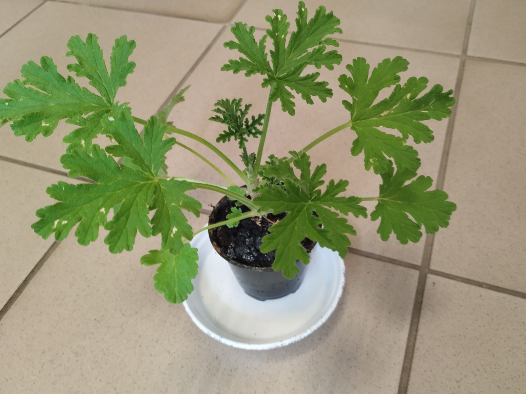 Geranium - anginka