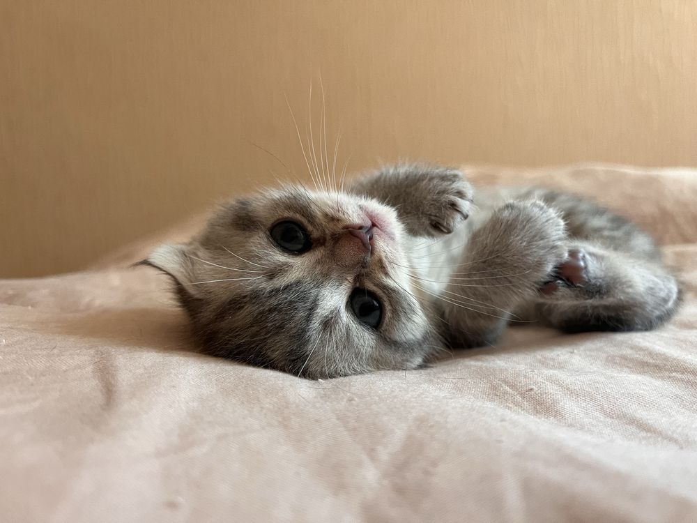 Кошенята шотландські висловухі та прямовухі, скотіш фолл, страйт