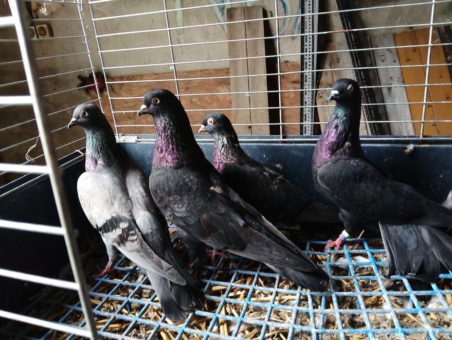 Gołębie ozdobne tiplery