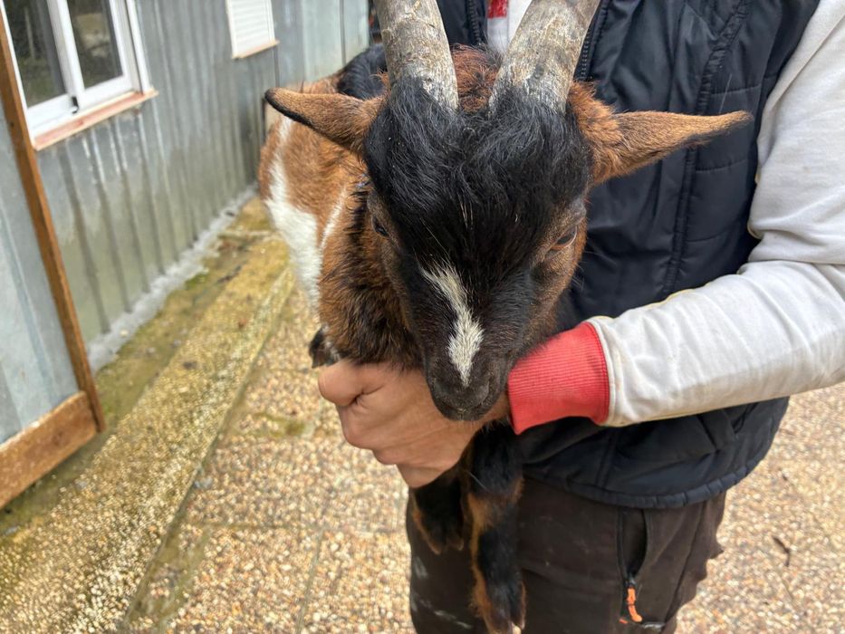 Bode micro anão meiguinho