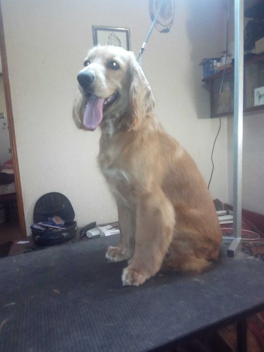 Тримминг и стрижки собак.