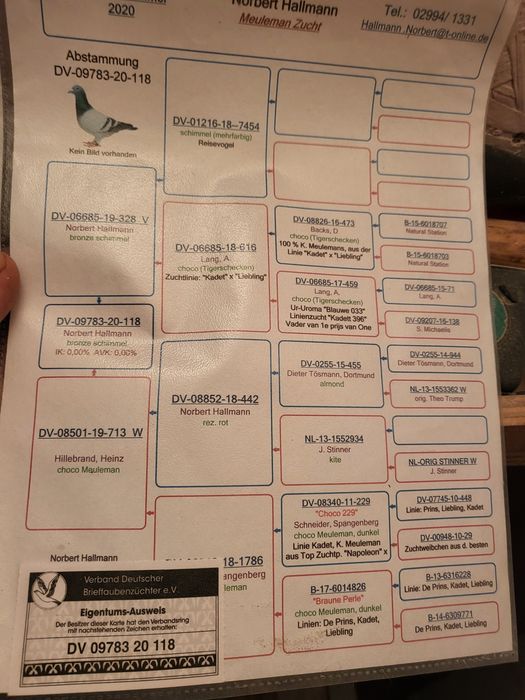 Golebie pocztowe.  Mulemans