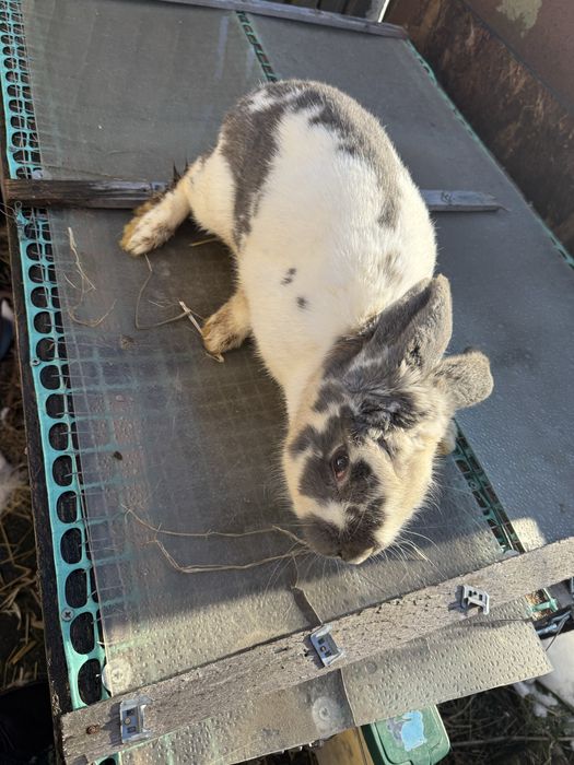 Sprzedam Samice Okazja