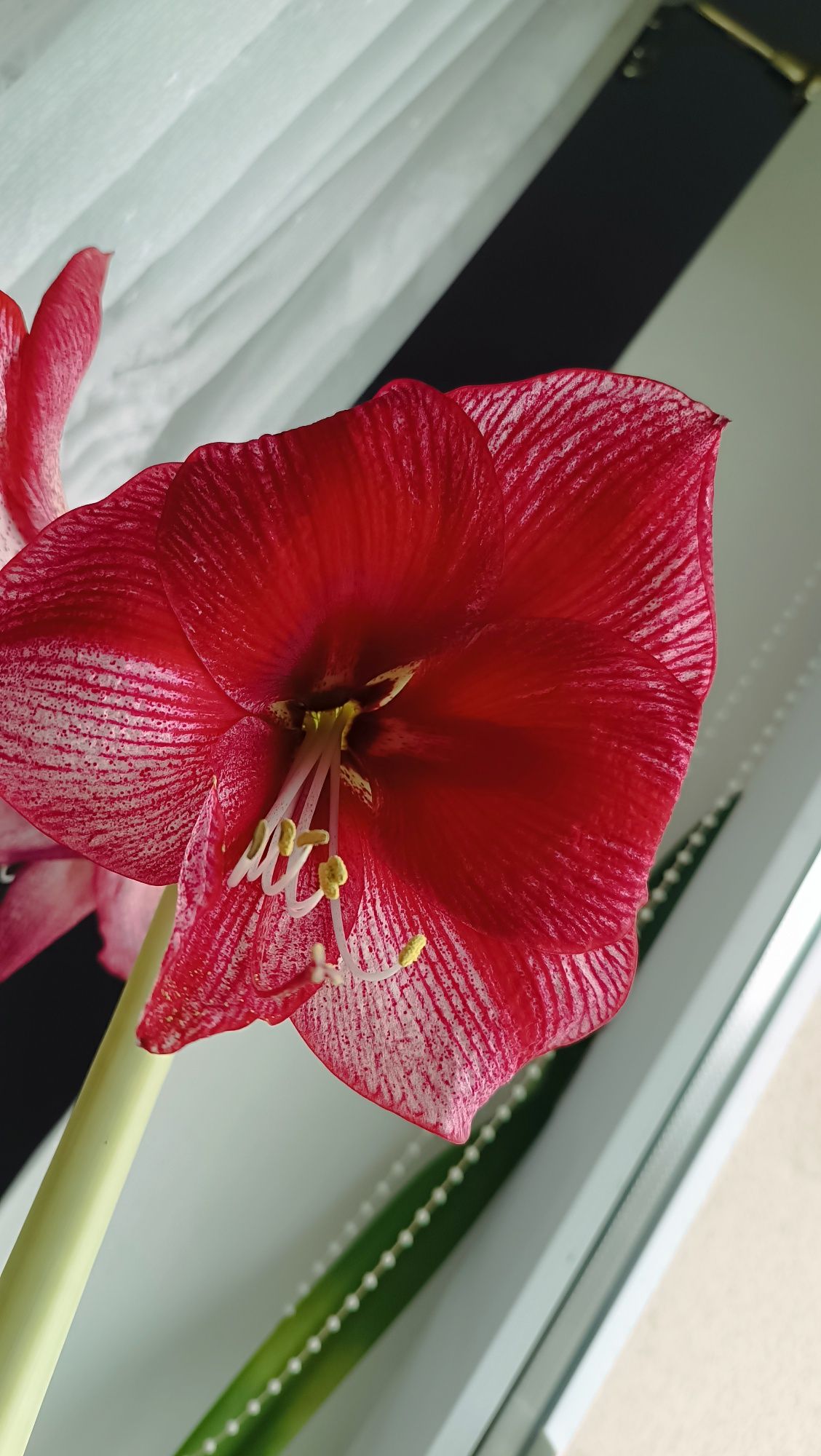 Amarylis hippeastrum Maestro świeże nasiona +Aulicum
