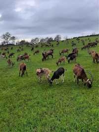 Vende-se rebanho de cabras