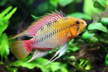 Hongsloi Apistogramma