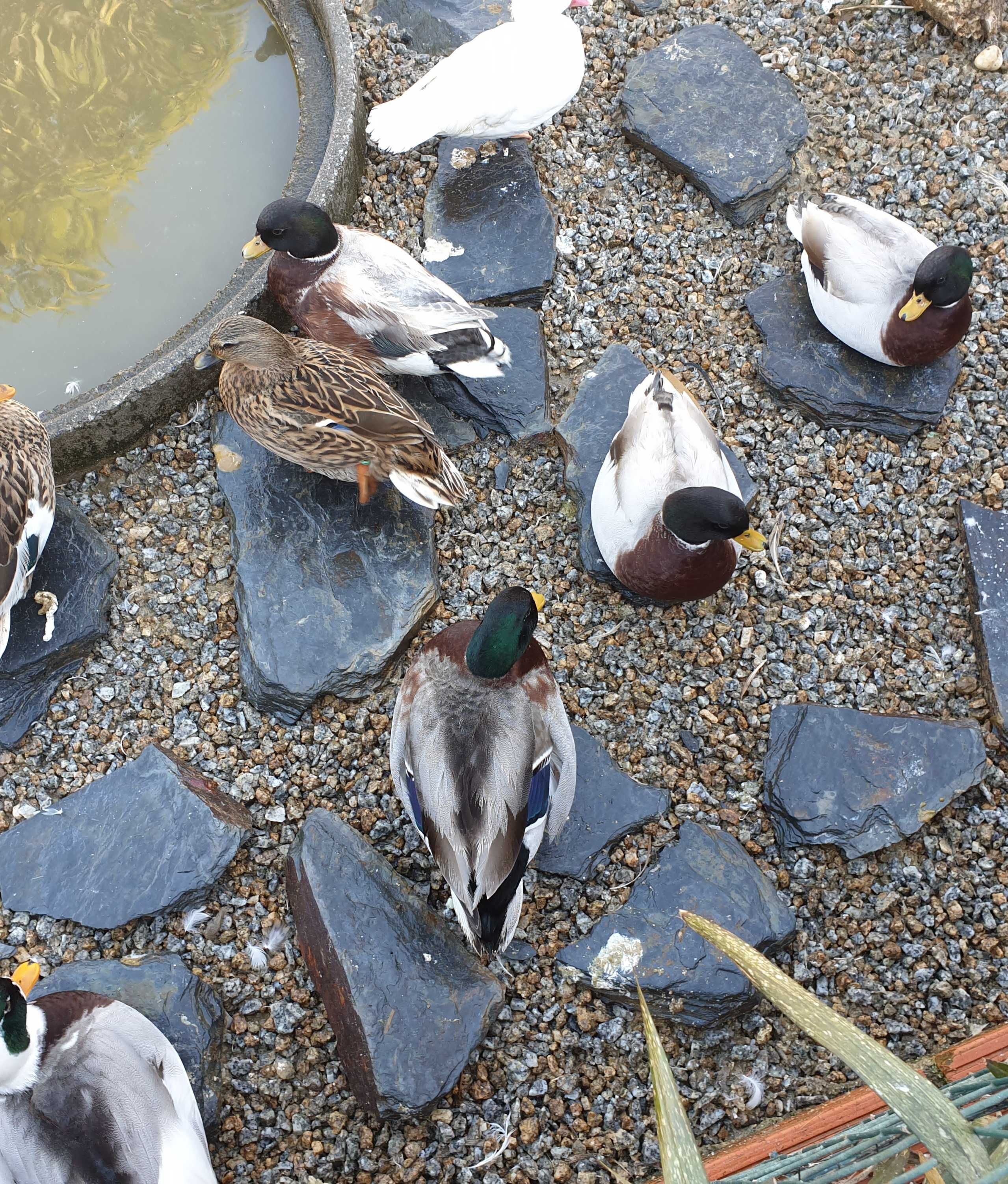 Gansos perus galinhas fracas cisnes