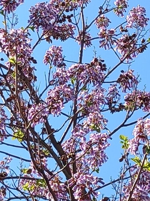 Paulownia drzewko szczęścia