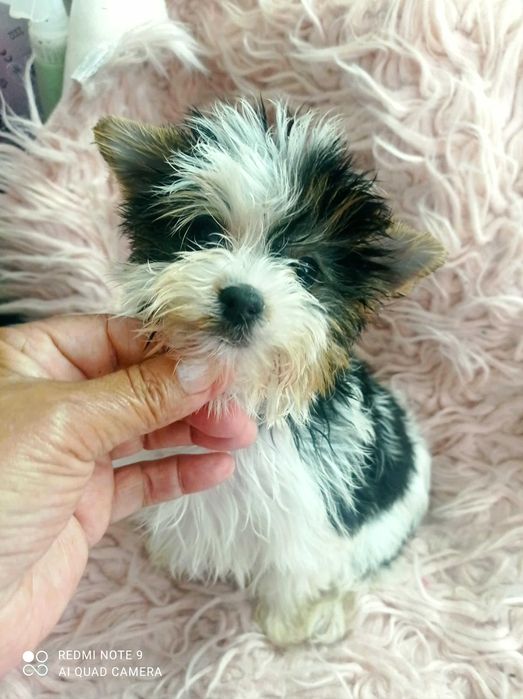 Biewer Terrier TOP, menina