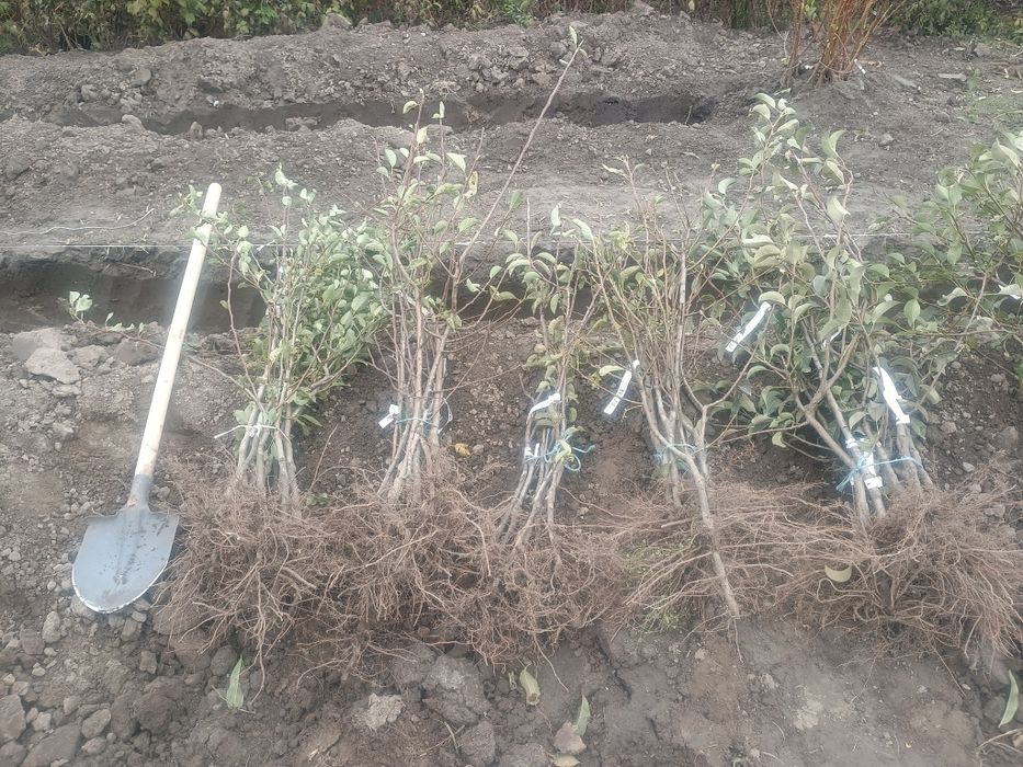 Саджанці плодових, яблуня, груша, абрикос,персик, черешня, слива