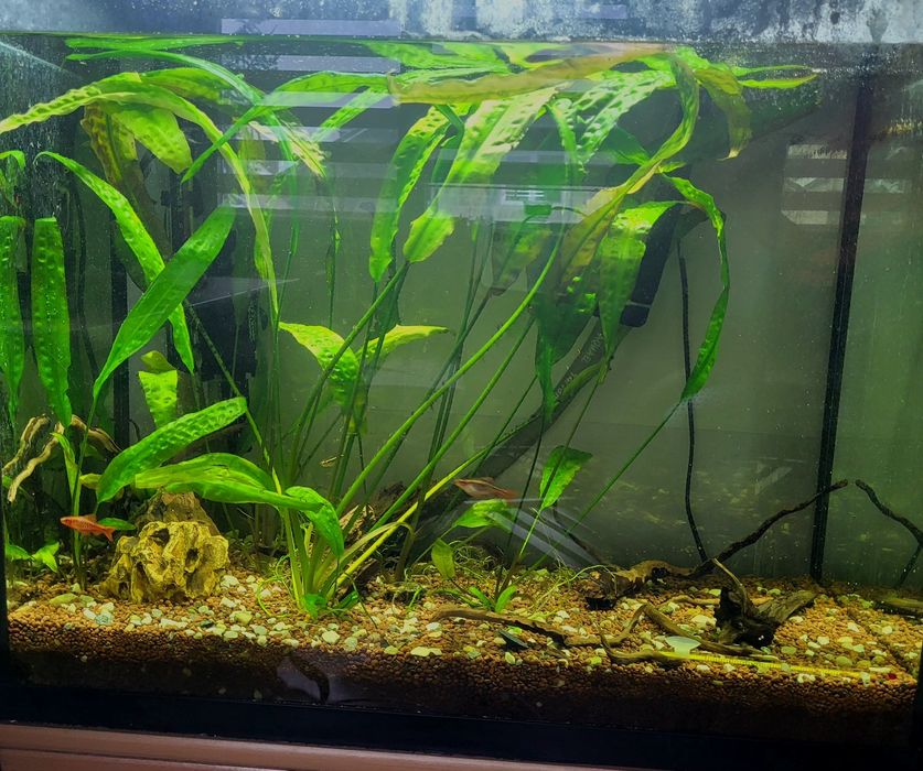 Akwarium ok. 100l