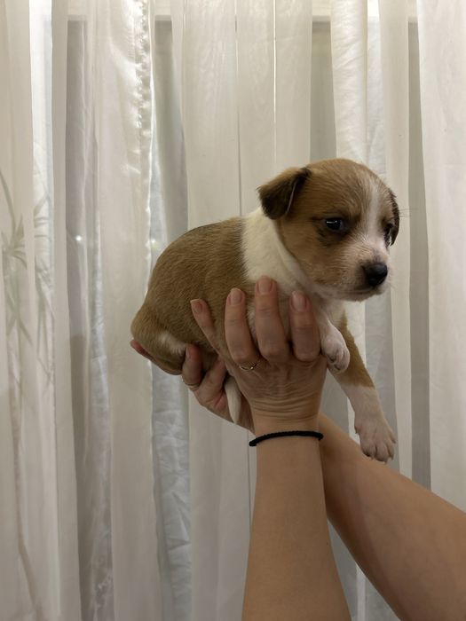 Отдам щенят  в хорошие руки