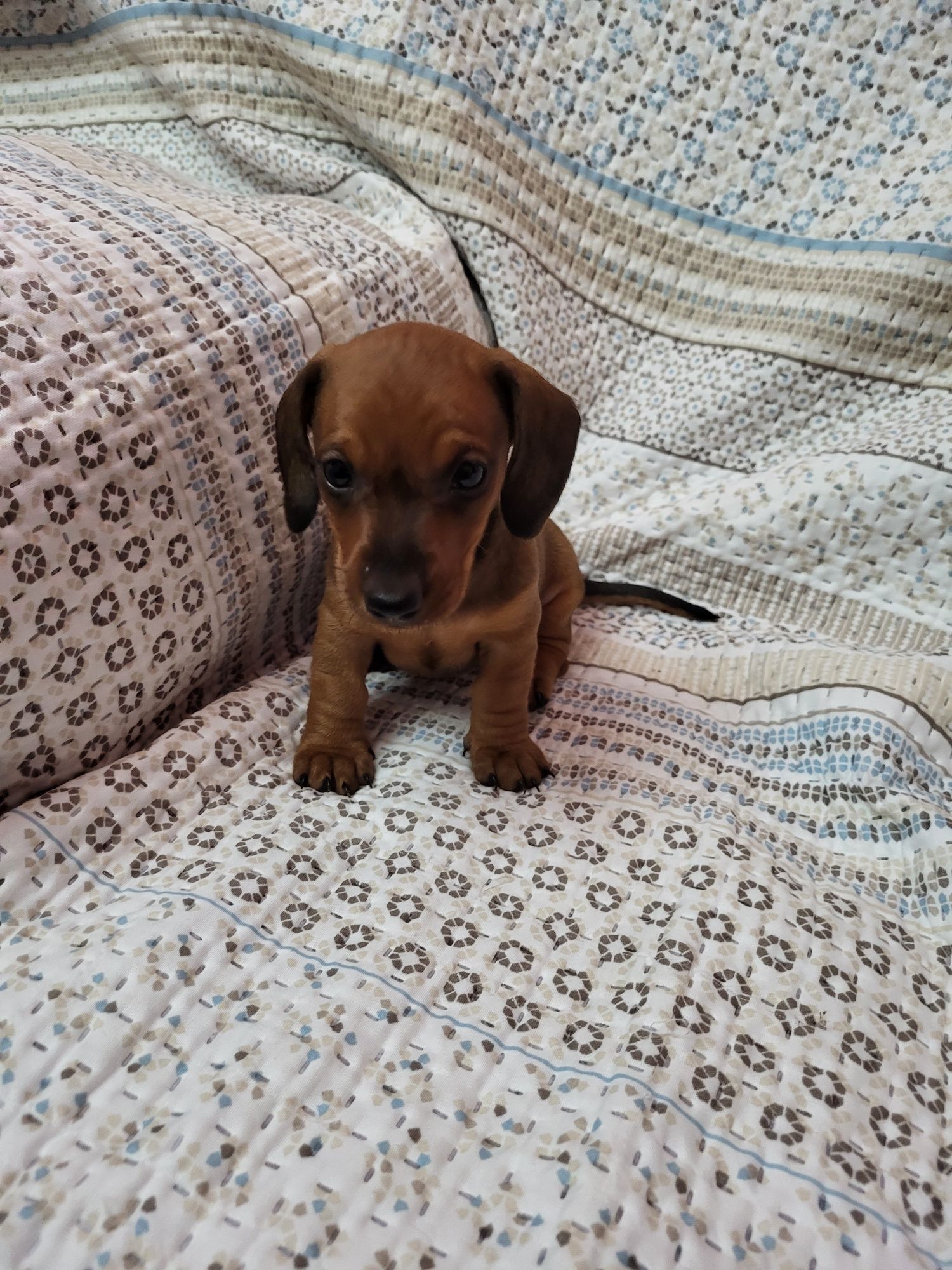 Teckel maravilhoso machinho