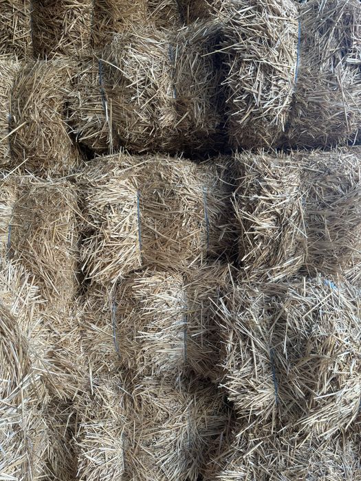 Солома в тюках,ячневая и пшеничная