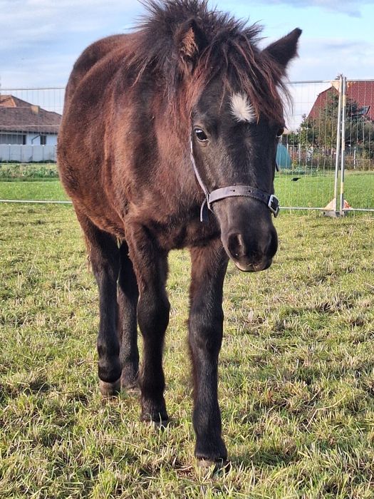 Ogierek z marca 2025