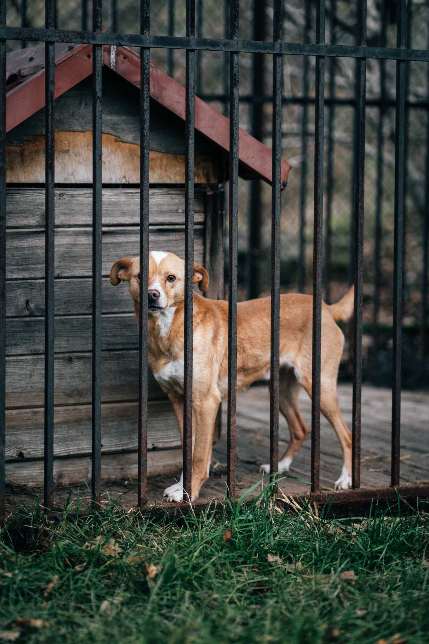 Tokio - piękny pies do adopcji