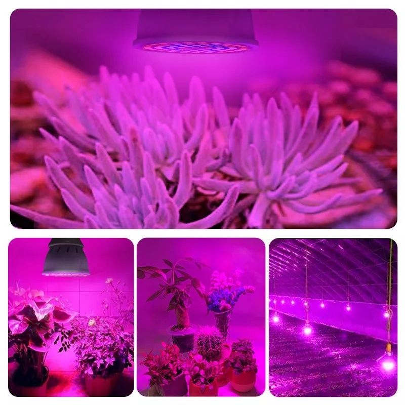 Żarówka do uprawy roślin 60 LED gwint E27 hydroponika growbox