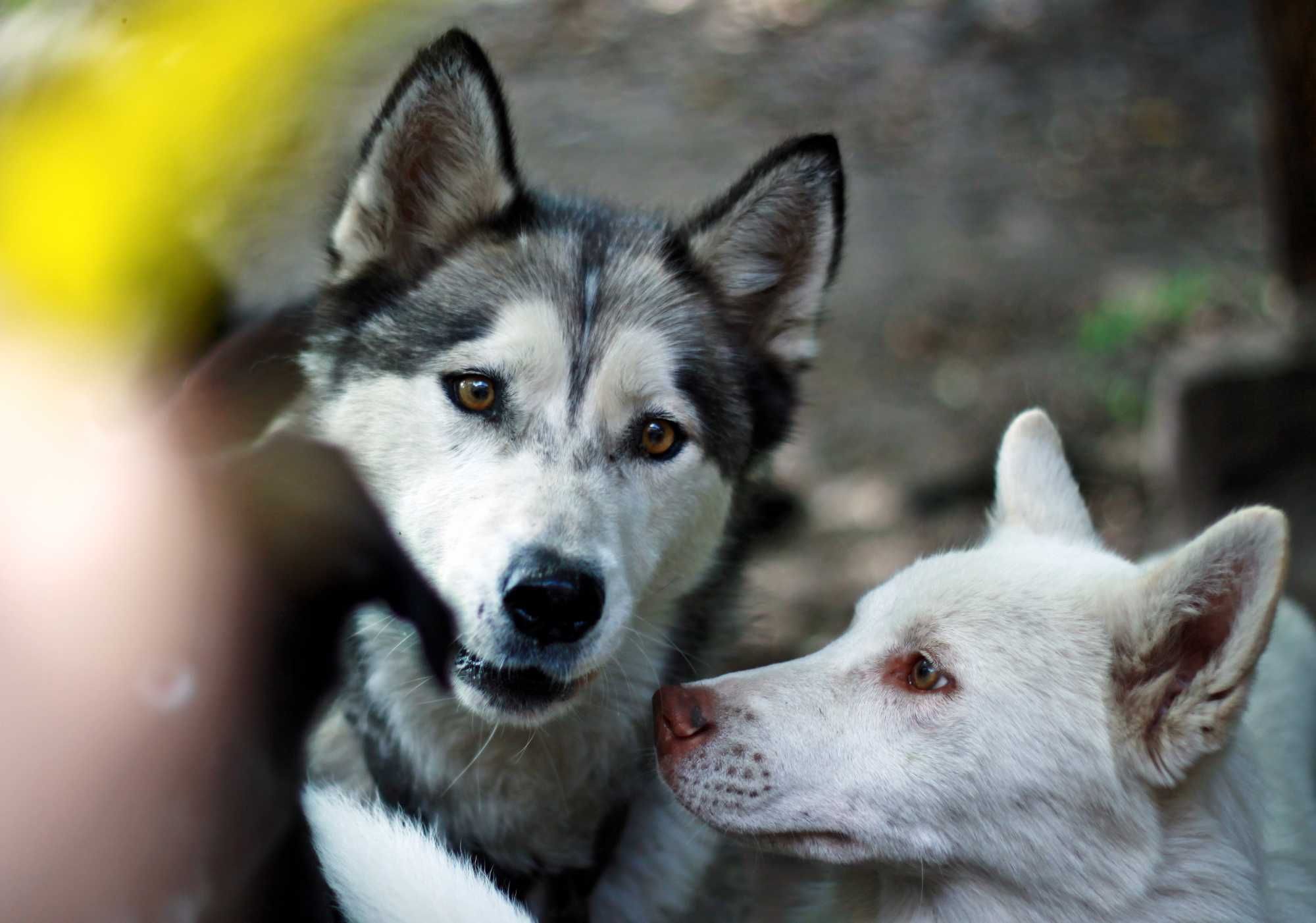 Wystraszona suczka malamute szuka człowieka,który pokona jej lęki