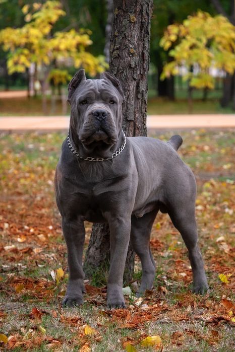 Вязка Кане-корсо