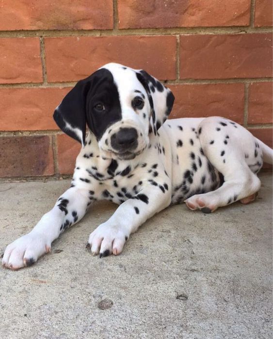 Цуцик породи далматин