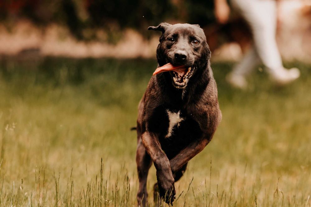 Nelly trafiła do nas jako szczeniak, od lat nikt jej nie chce...