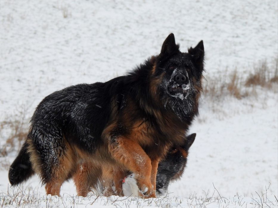 PIESEK !!! Owczarek Niemieck Długowłosy !!!